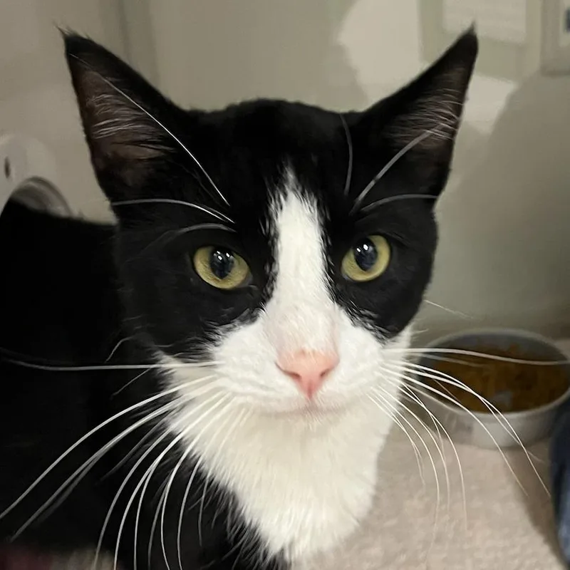 An adult medium-sized male Black Domestic Short Hair cat named Sylvester for adoption in Redwood City, CA