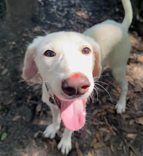A baby medium-sized male White / Cream Mixed Breed dog named Four for adoption in Charleston, SC