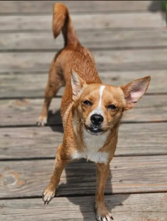 A young small-sized female Chihuahua dog named Binxy Chi LOCAL for adoption in Wakefield, RI
