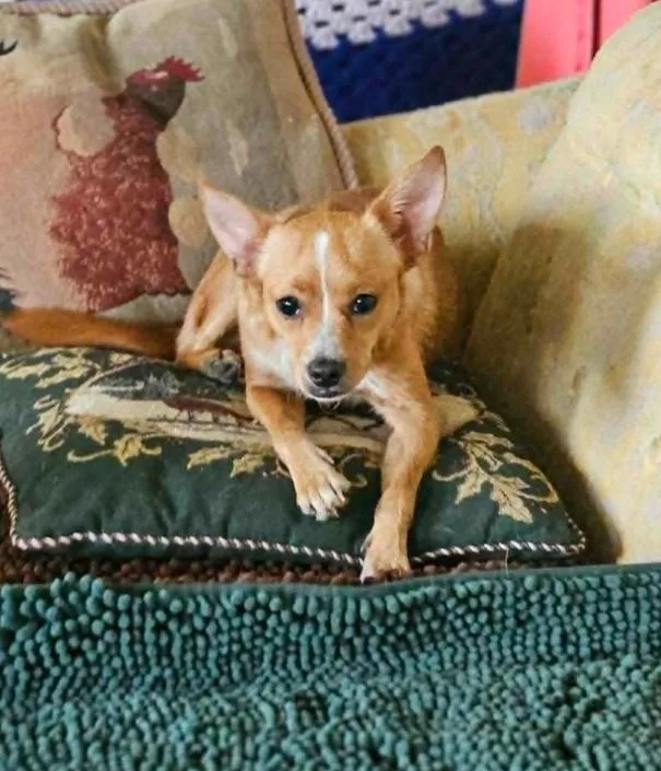 Binxy Chi LOCAL thumbnail 2