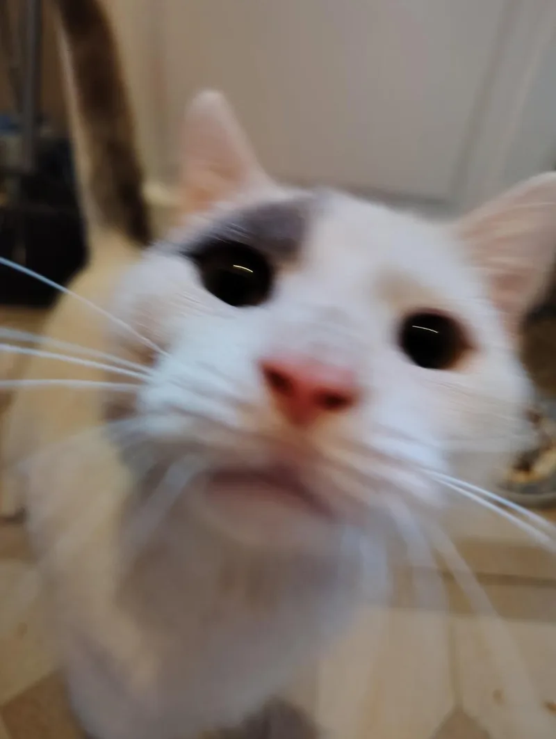 A young medium-sized male White Domestic Short Hair cat named Patches for adoption in Warren, OH