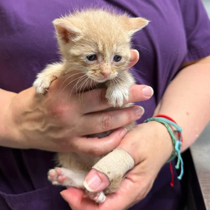 A baby small-sized male Domestic Short Hair cat named Carolina for adoption in Ewing, NJ
