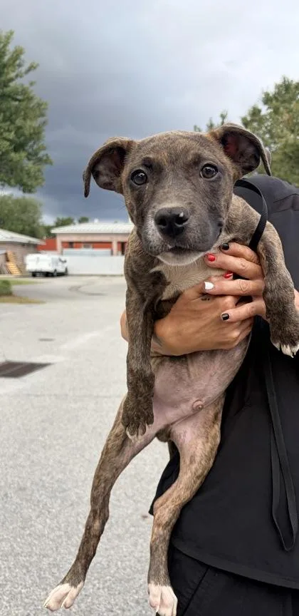 A baby medium-sized male Mixed Breed dog named Gooby Gooby Doo for adoption in Savannah, GA