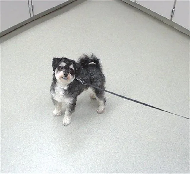 An adult small-sized male Poodle dog named Warden for adoption in Omaha, NE