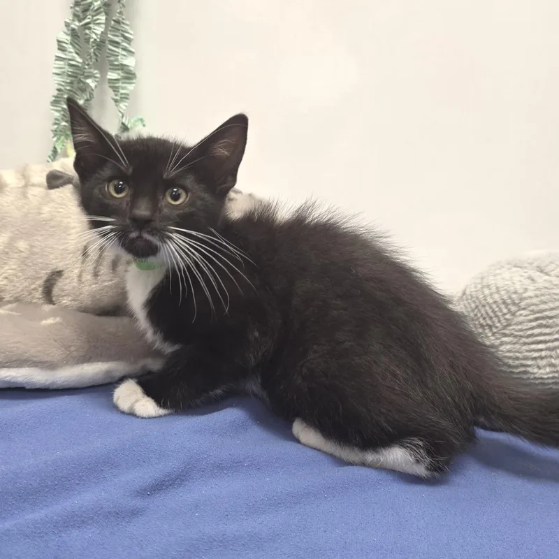 A baby small-sized male Black Domestic Short Hair cat named Graham for adoption in Fort Wayne, IN