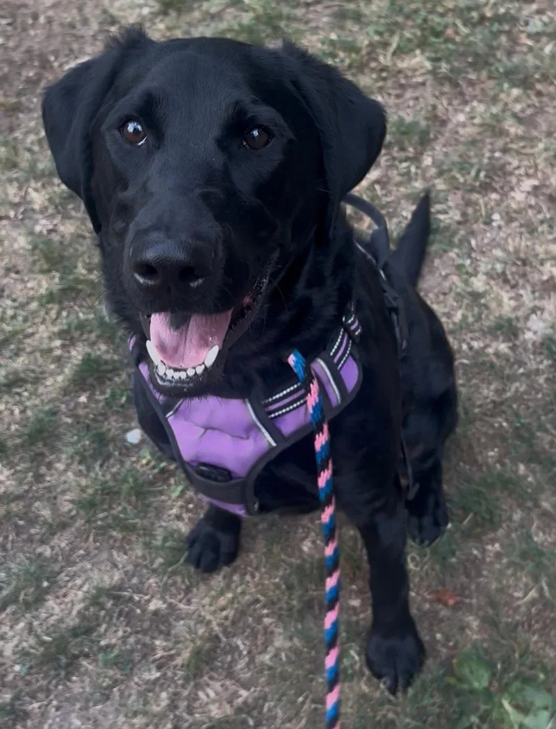 A young large-sized female Labrador Retriever dog named Lila for adoption in Bothell, WA
