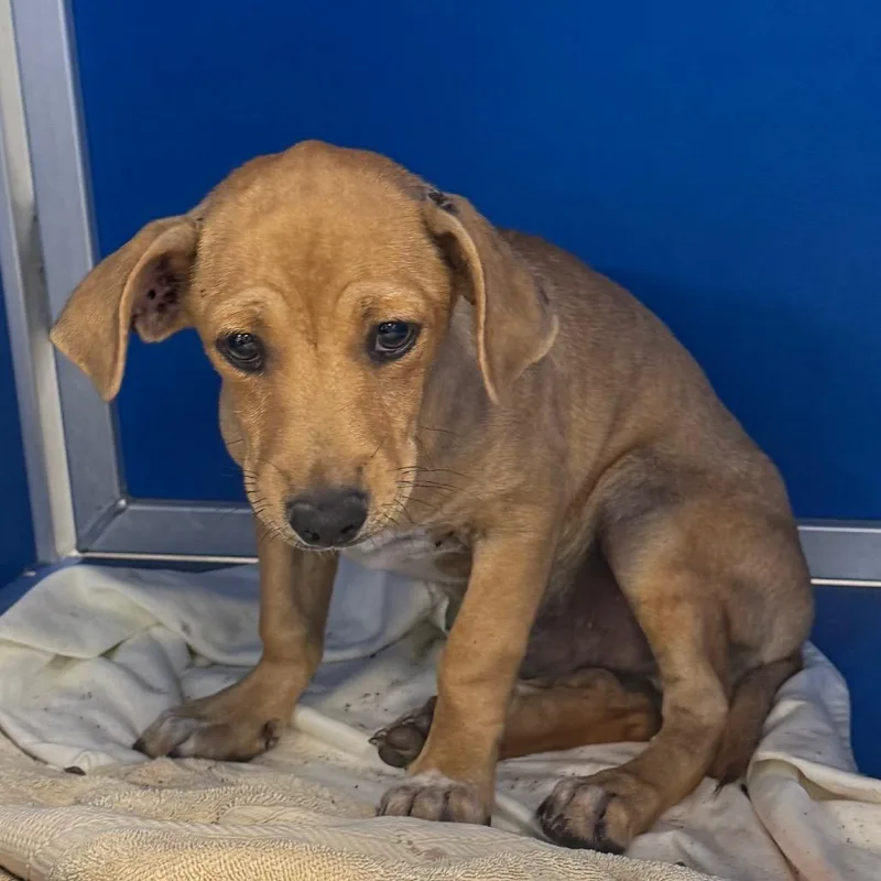 A baby small-sized male Brown / Chocolate Mixed Breed dog named Barrett for adoption in Las Cruces, NM