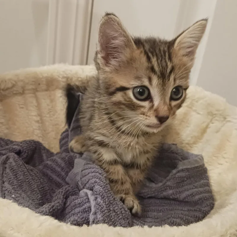 A young small-sized male Domestic Short Hair cat named Marley for adoption in Durham, NC