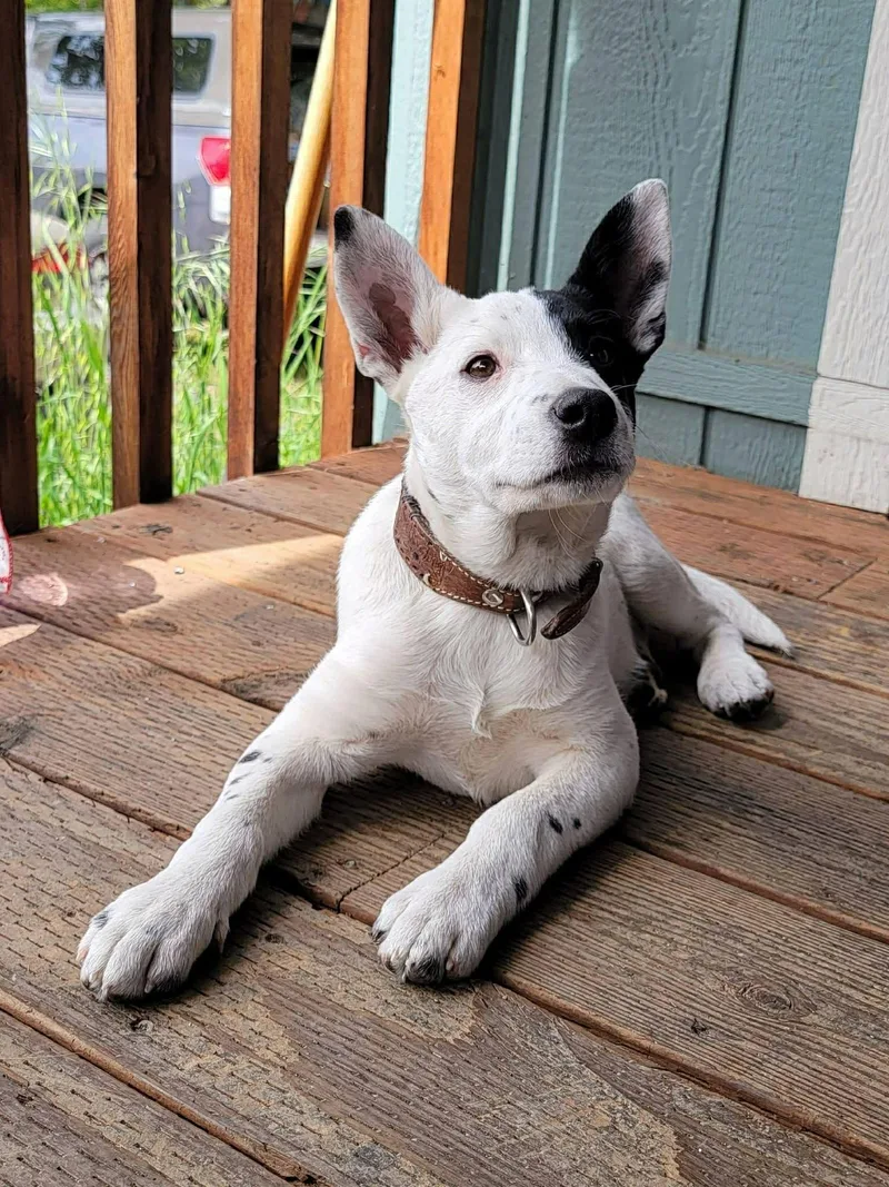 A baby small-sized female White / Cream Australian Cattle Dog / Blue Heeler dog named Suds for adoption in Bend, OR