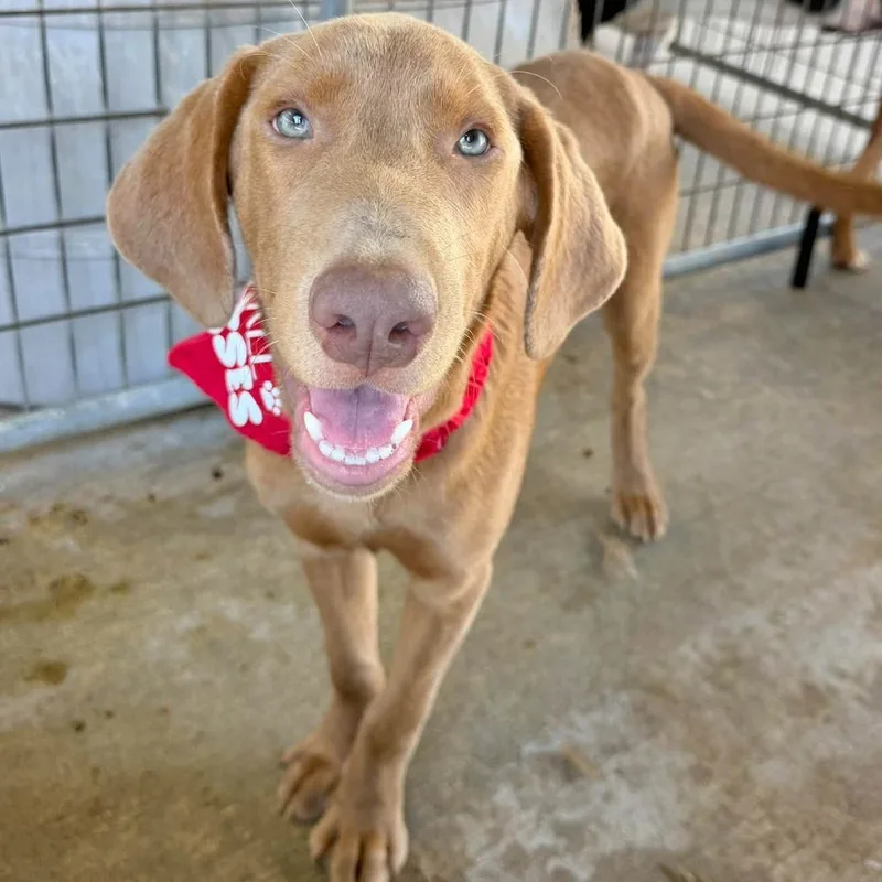A baby medium-sized male Red / Chestnut / Orange Coonhound dog named Floppa for adoption in Carencro, LA