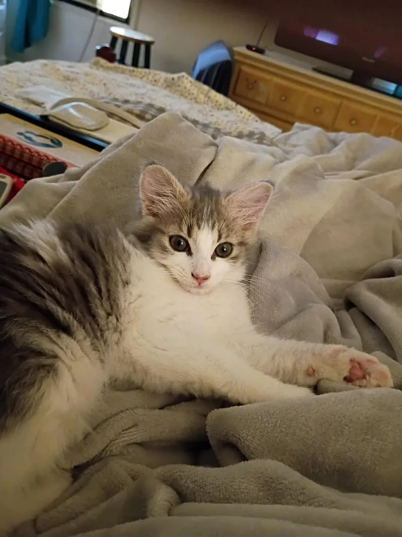 A baby medium-sized female Tabby (Brown / Chocolate) Domestic Short Hair cat named Diana for adoption in Great Mills, MD