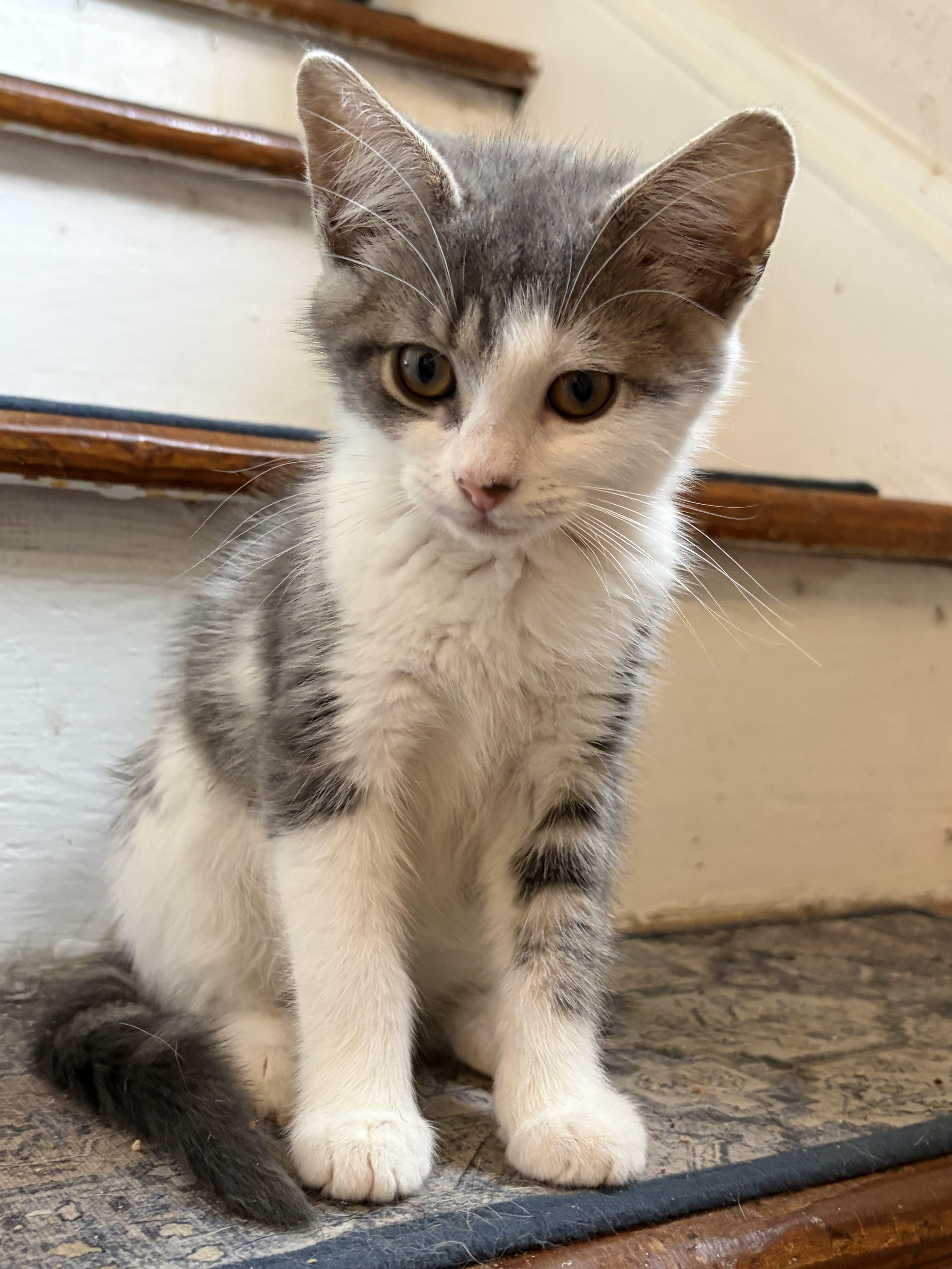 A baby small-sized female Gray & White Domestic Short Hair cat named Naomi for adoption in Norfolk, VA