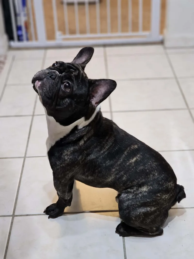 Petey French