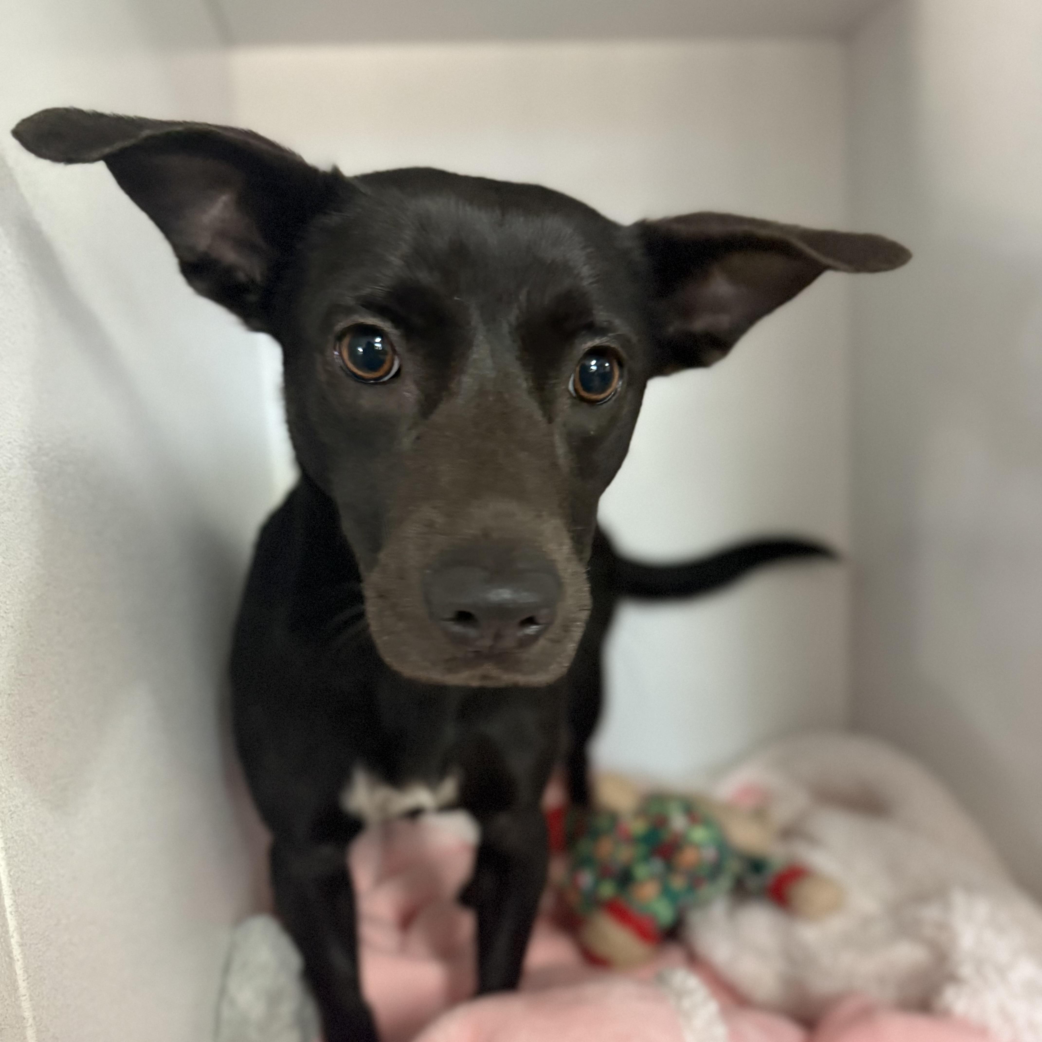 A young small-sized female Black Mixed Breed dog named Shadow for adoption in Columbia, SC