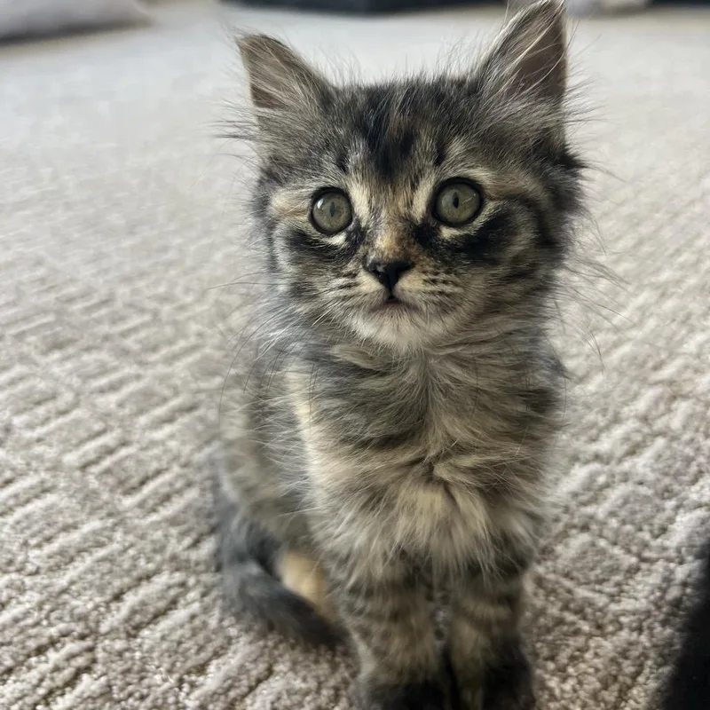 A baby small-sized female Brown / Chocolate Domestic Short Hair cat named Hazel for adoption in Grantsville, UT