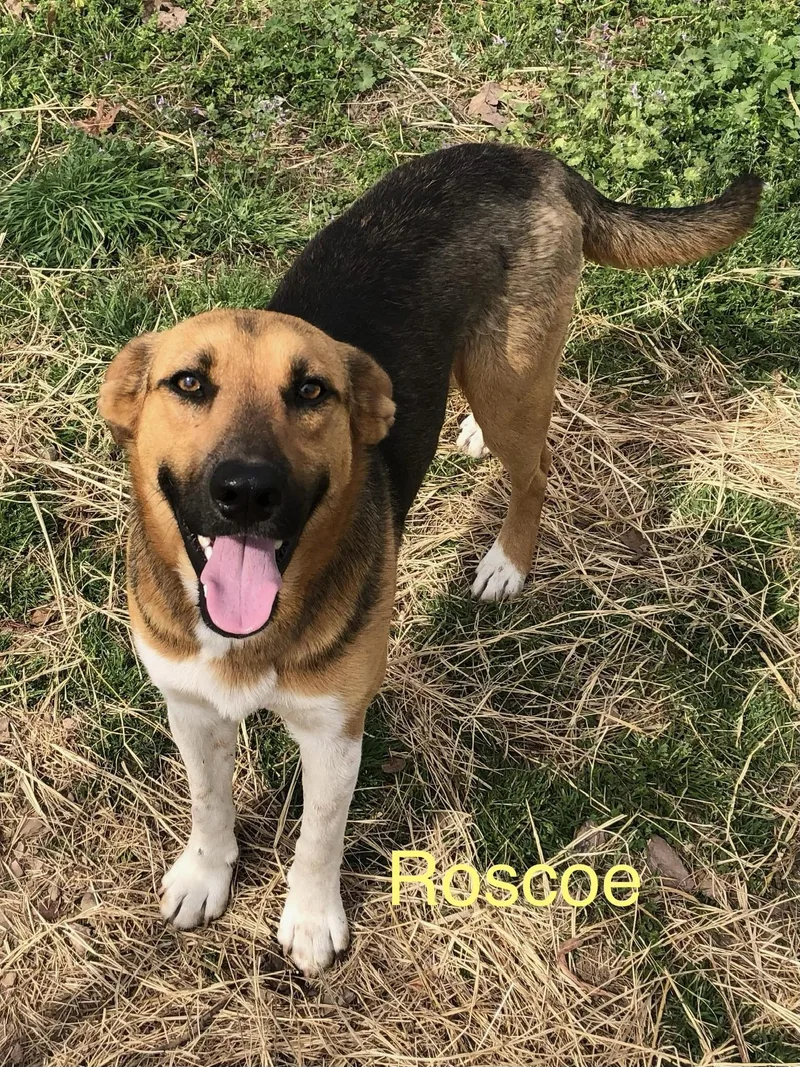 Roscoe thumbnail 3