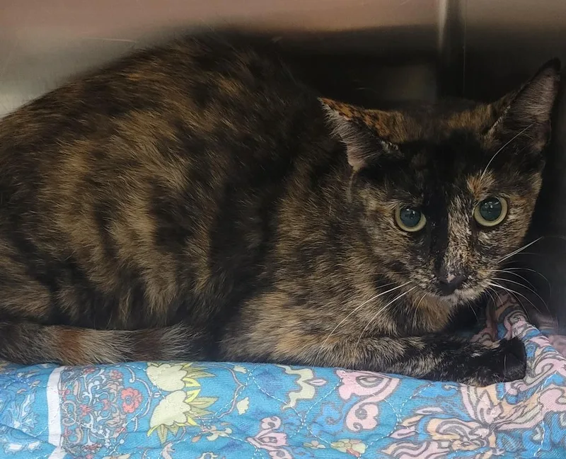 A young medium-sized female Domestic Short Hair cat named Darla for adoption in Seven Points, TX