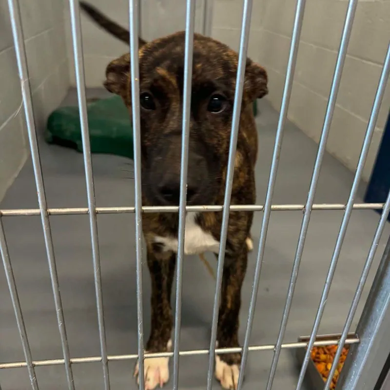 A young medium-sized female Brindle Cattle Dog dog named Angel for adoption in Kingman, AZ