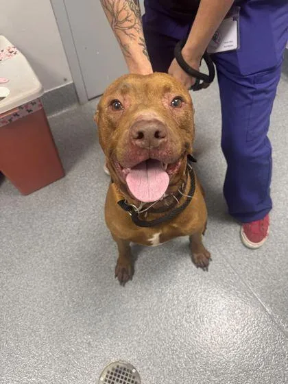 An adult large-sized male Mixed Breed dog named Bark Jovi for adoption in Sevierville, TN