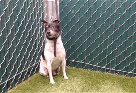 An adult medium-sized male Chihuahua dog named Moo for adoption in Downey, CA