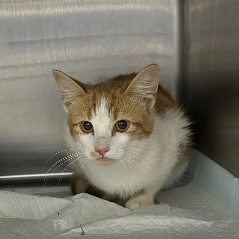 A young small-sized female Domestic Short Hair cat named Spaghetti for adoption in Corbin, KY