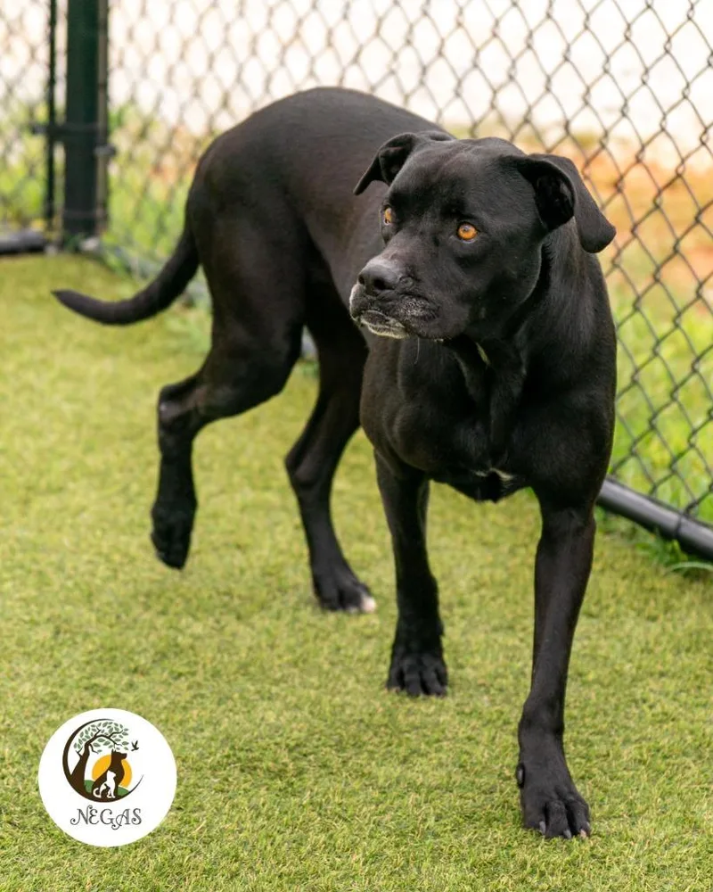 An adult large-sized male Labrador Retriever dog named Hoss for adoption in Lavonia, GA