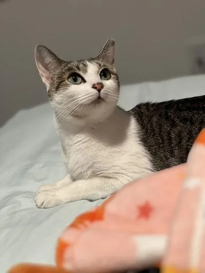 An adult medium-sized female Domestic Short Hair cat named Emma for adoption in Daytona Beach, FL