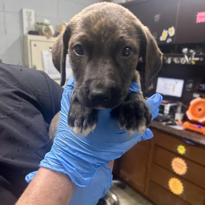 A baby small-sized male Brindle Mixed Breed dog named Isaiah for adoption in Summerville, SC