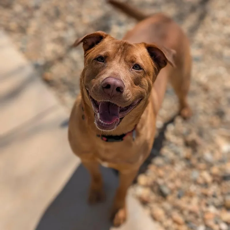 An adult large-sized male Golden Yellow Labrador Retriever dog named Wrangler for adoption in Lenoir, NC