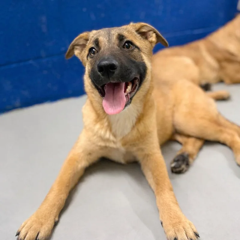 A baby medium-sized male Shepherd dog named Tatertott for adoption in Bronx, NY