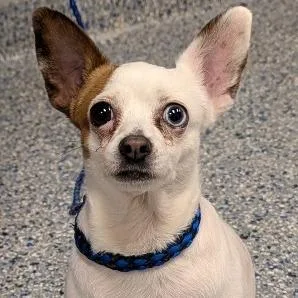 A senior small-sized female White / Cream Chihuahua dog named Shirley for adoption in Greenville, SC