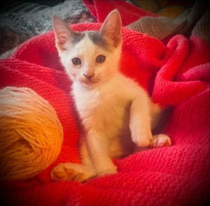 A baby medium-sized male Gray & White Domestic Short Hair cat named Bogart for adoption in Warr Acres, OK