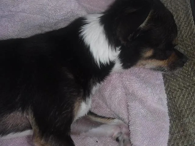 An adult small-sized male Chihuahua dog named Ian for adoption in Miami, FL