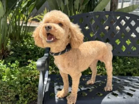 An adult small-sized male Poodle dog named Hunter for adoption in San Pedro, CA