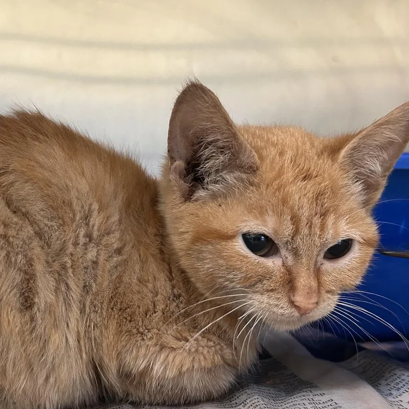 A baby small-sized female Orange / Red Domestic Short Hair cat named Nala for adoption in Galveston, TX