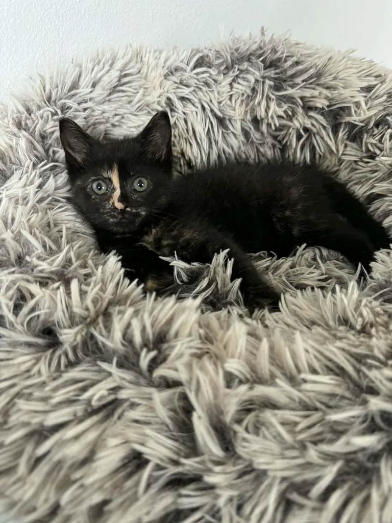 A baby small-sized female Tortoiseshell Domestic Short Hair cat named Tiifu for adoption in Milwaukee, WI