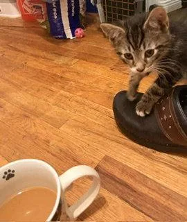 A baby medium-sized male Domestic Short Hair cat named Over Easy for adoption in Trenton, NJ