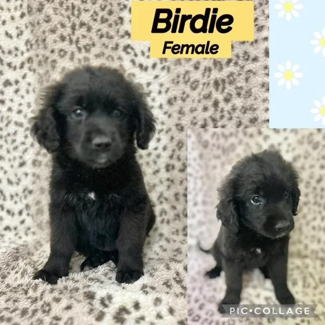 A baby medium-sized female Labradoodle dog named Birdie for adoption in Manchester, CT