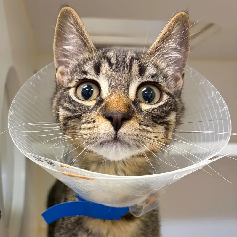 A baby medium-sized male Domestic Short Hair cat named Lock for adoption in Woodinville, WA