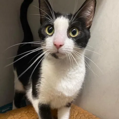 An adult medium-sized female Black Domestic Short Hair cat named Petunia for adoption in Dayton, OH