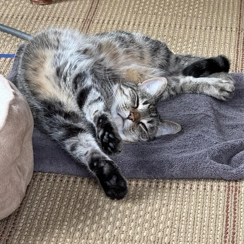 A senior small-sized female Gray / Blue / Silver Domestic Short Hair cat named Willow for adoption in Rochester, MN