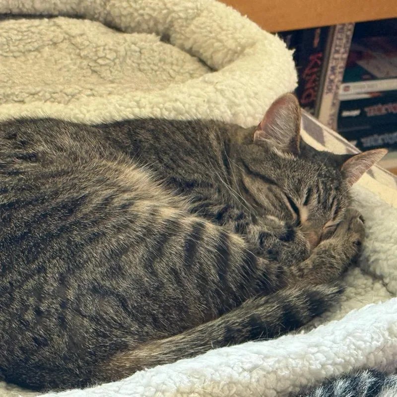 Willow thumbnail 3