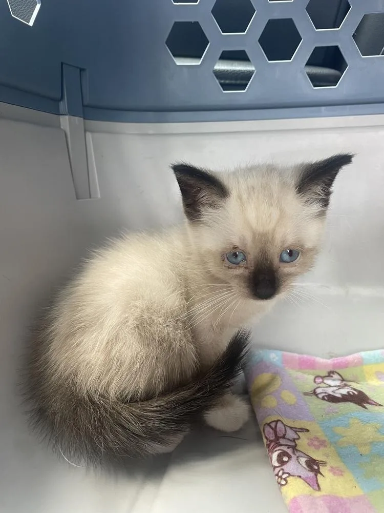 A baby small-sized female Black & White / Tuxedo Domestic Long Hair cat named Nesta for adoption in Newnan, GA