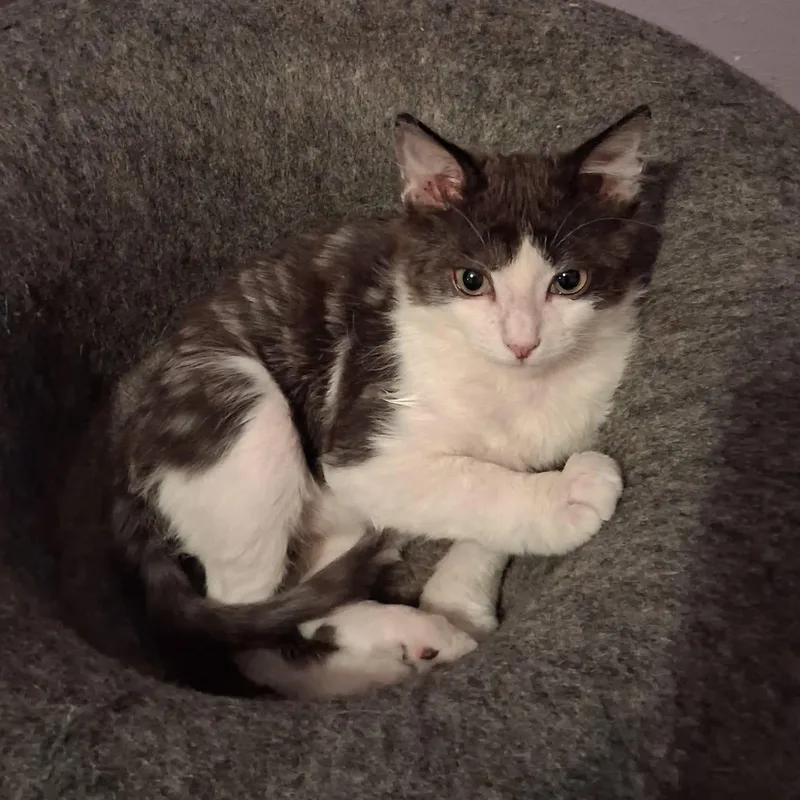 A baby small-sized male Black & White / Tuxedo Domestic Medium Hair cat named Austin Son of for adoption in Spring Branch, TX