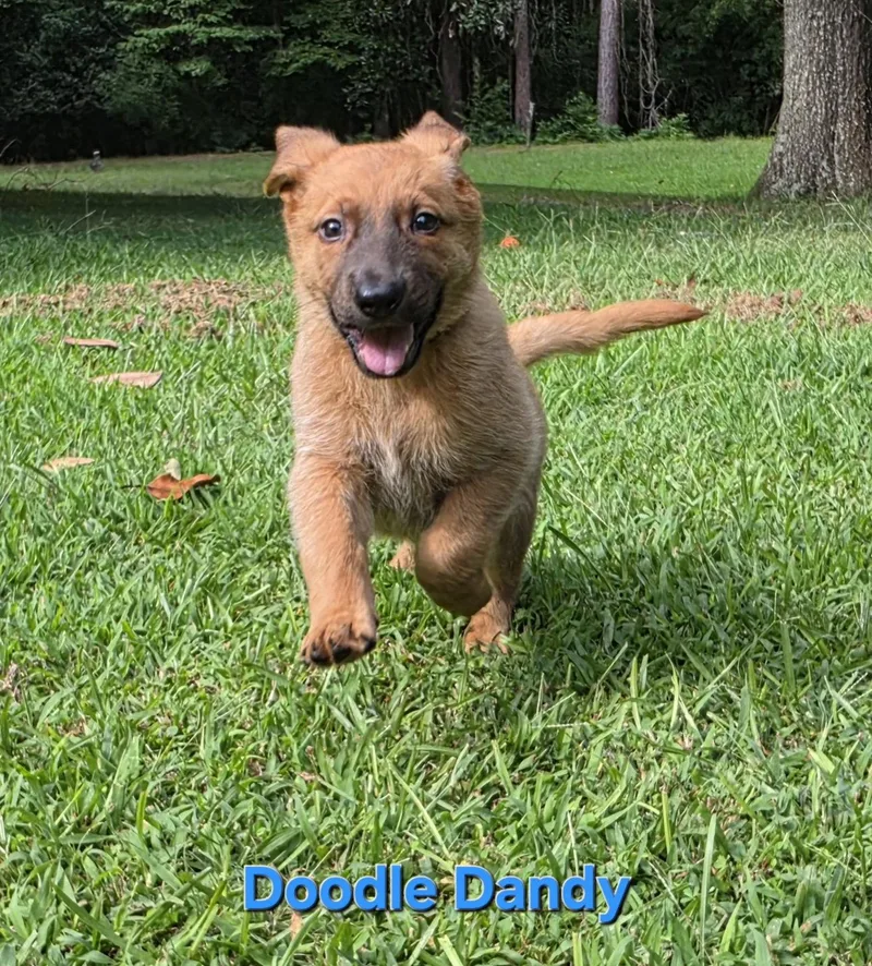 Doodle Dandy