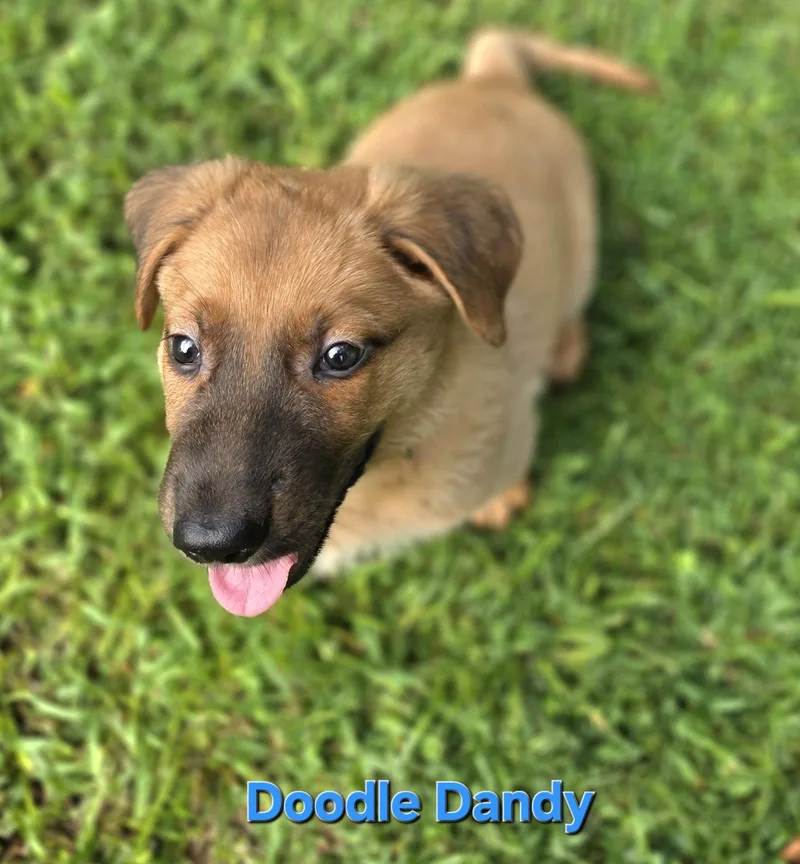 Doodle Dandy thumbnail 3