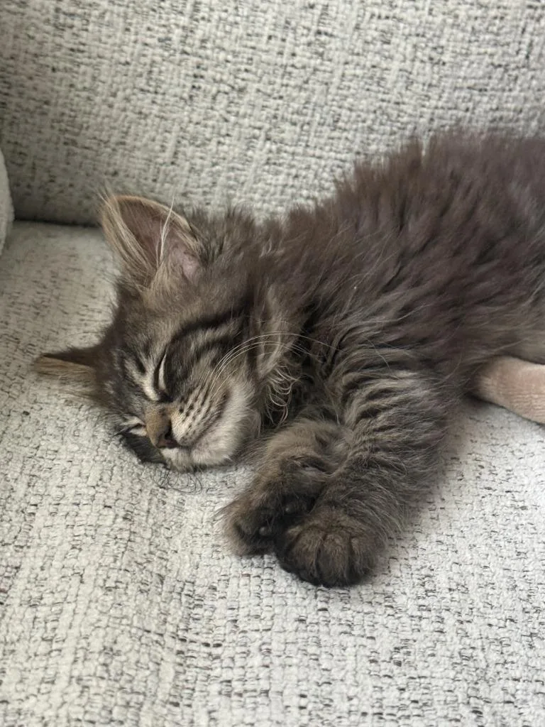A baby medium-sized female Domestic Long Hair cat named Pepper for adoption in Mena, AR