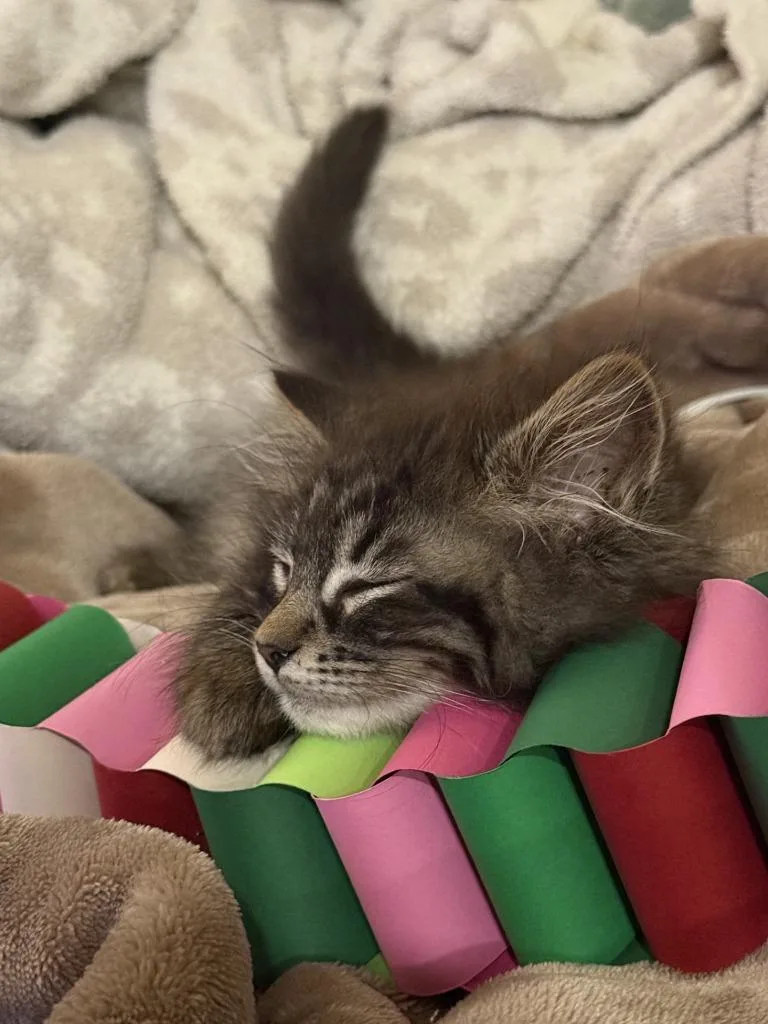 Pepper thumbnail 2