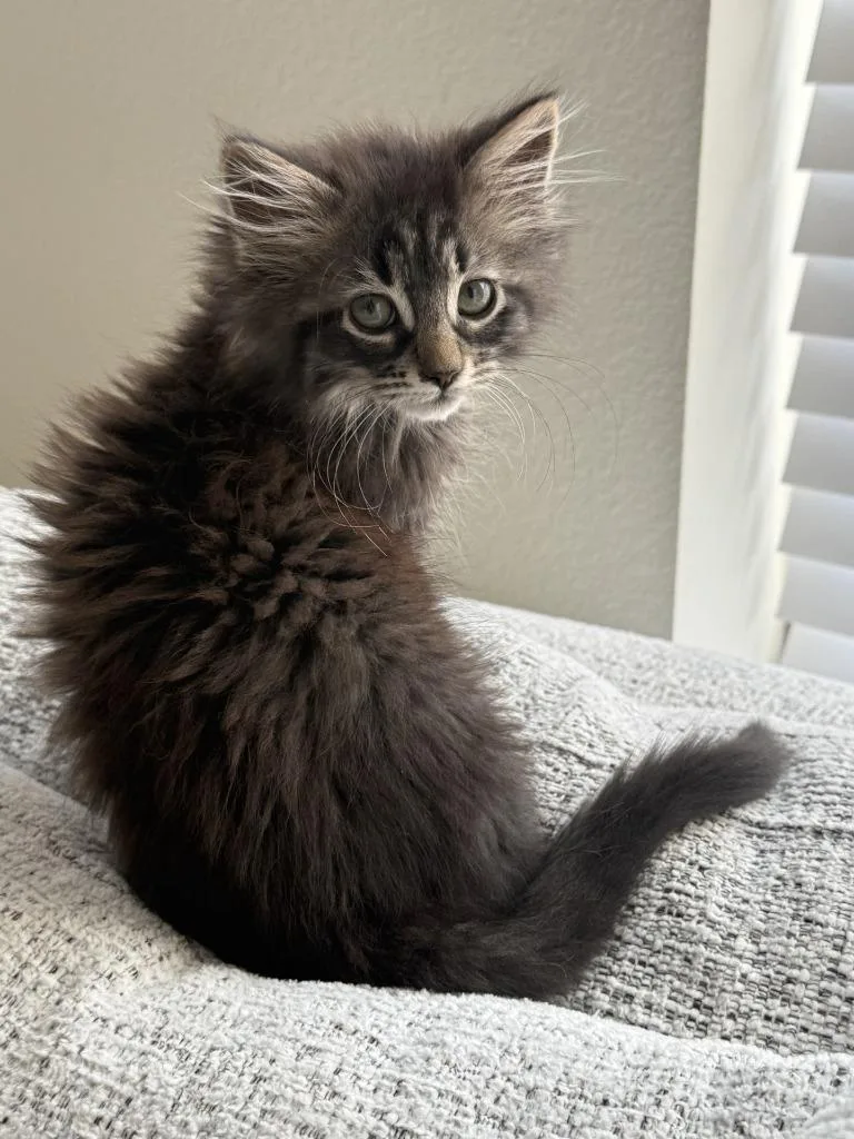 Pepper thumbnail 3