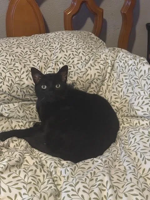 An adult small-sized male Domestic Short Hair cat named Brigsby for adoption in Long Beach, CA